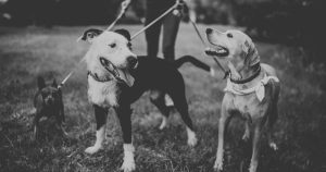 Cani con dog sitter - Copertina articolo come diventare dog sitter